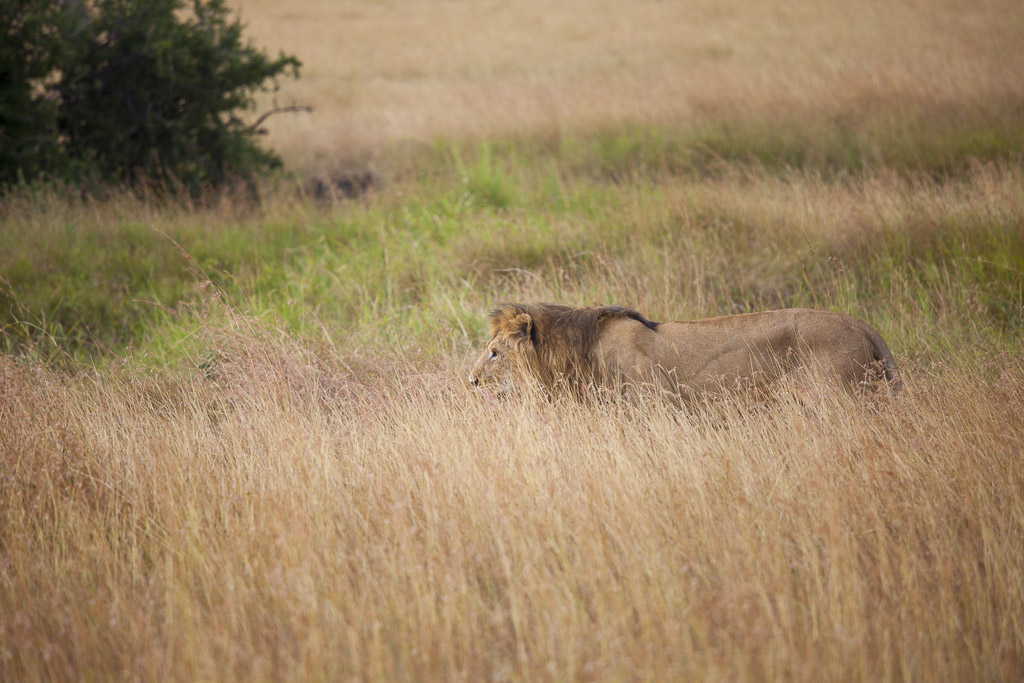 29072015 - Tanzania -  Serengeti 5D - _MG_6131