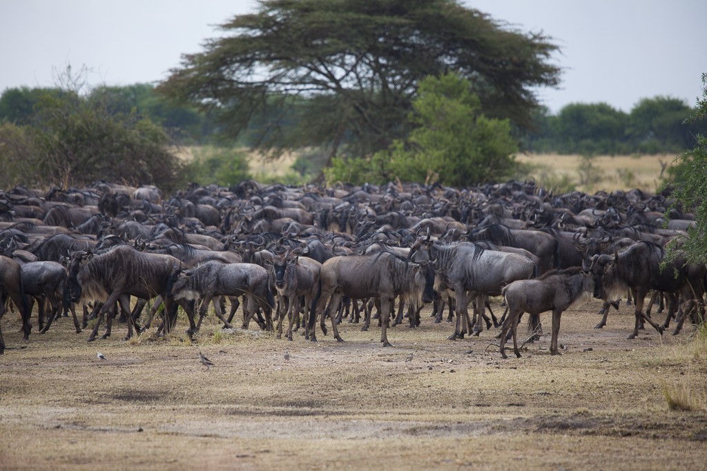 29072015 - Tanzania -  Serengeti 5D - _MG_6146