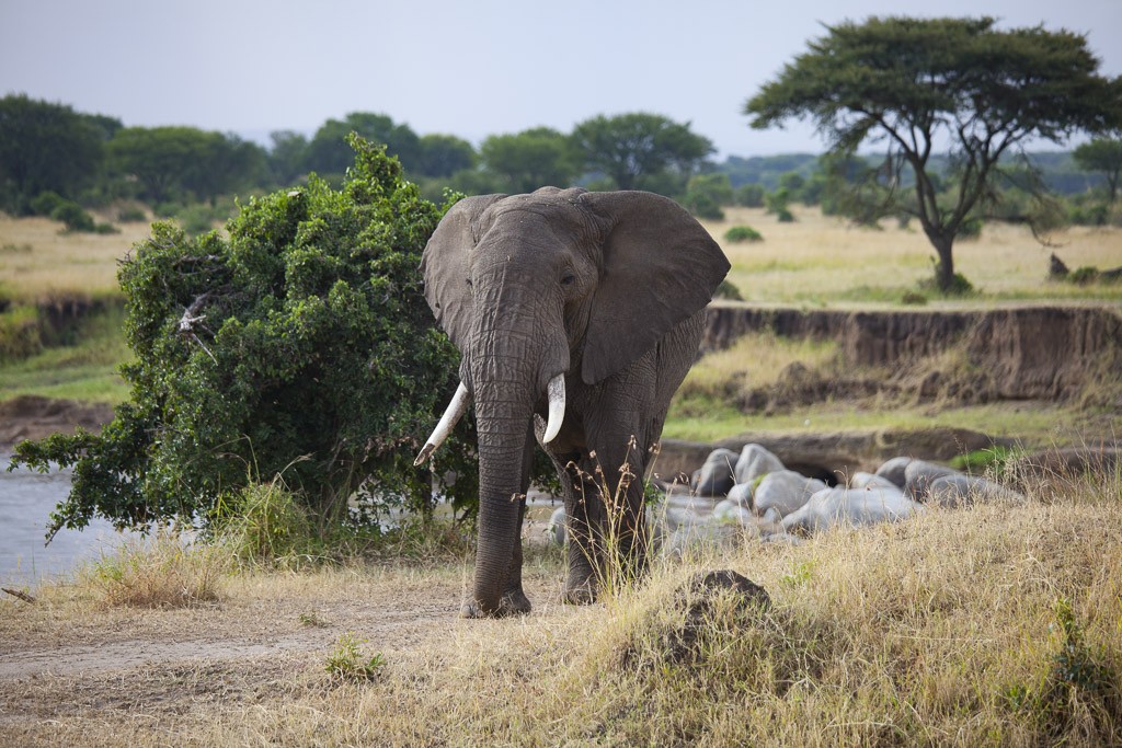 29072015 - Tanzania -  Serengeti 5D - _MG_6161