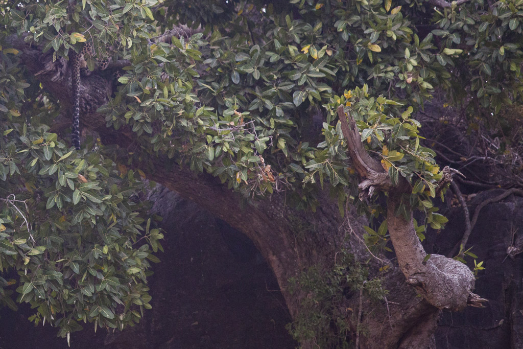 30072015 - Tanzania -  Serengeti 5D - _MG_6348